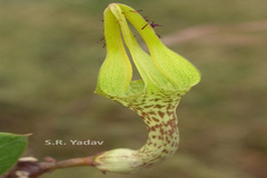 Ceropegia juncea